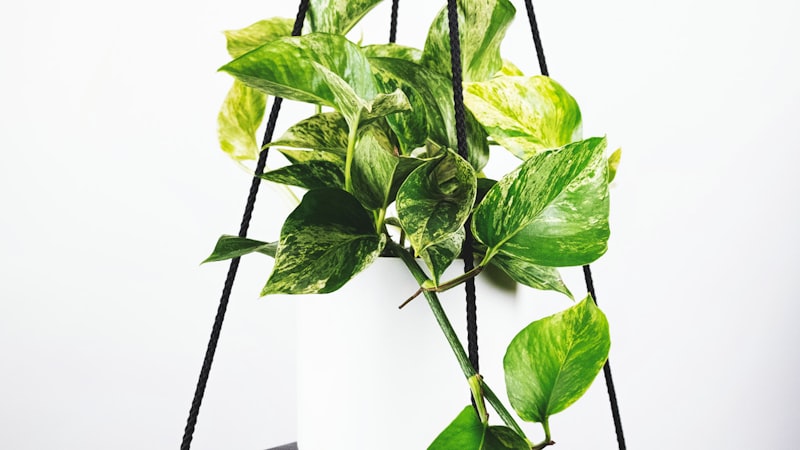 世界杯足球赛决赛现场直播画面，球员正在激烈拼抢